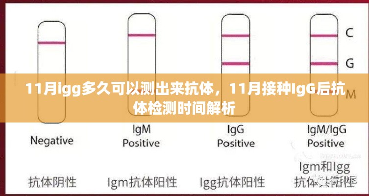 11月接种IgG后抗体检测时间解析，多久可测抗体？