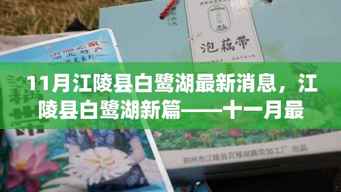 江陵县白鹭湖十一月最新动态揭秘