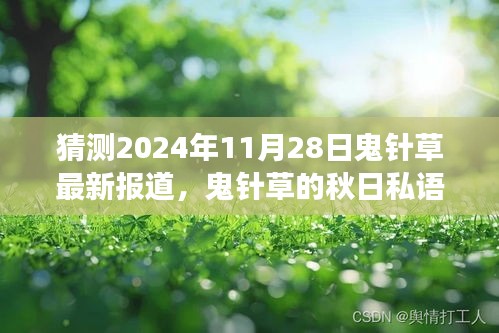 鬼针草的秋日私语，友情、陪伴与温馨的2024年最新报道