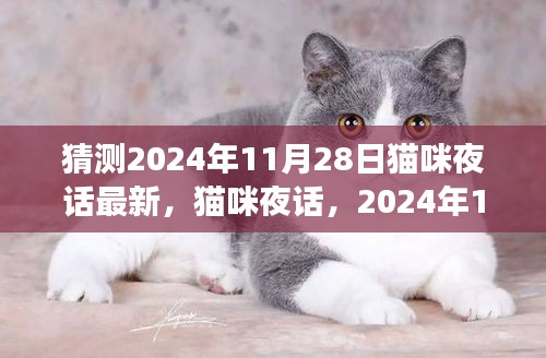 2024年11月28日猫咪夜话传奇，星夜细语与猫影交织的最新篇章