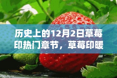 草莓印暖心章节，12月2日的甜蜜日常与历史印记