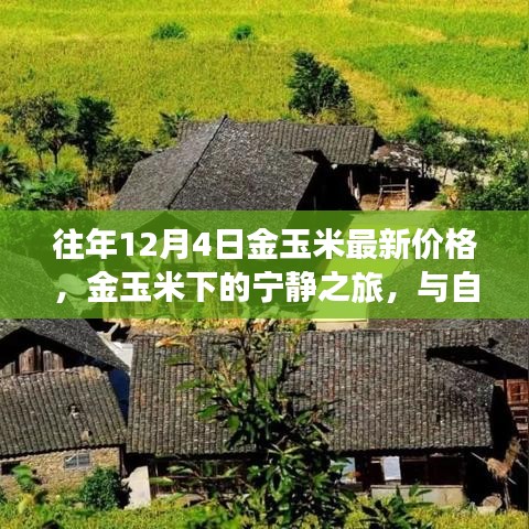 金玉米最新价格与宁静之旅，与自然美景的邂逅