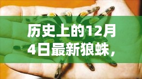 历史上的狼蛛日，蜘蛛启示录——拥抱变化，自信闪耀人生