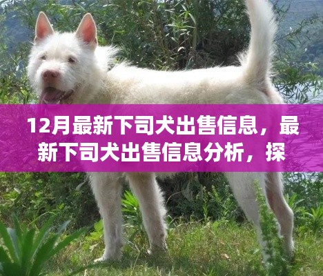 最新下司犬出售信息解析，养犬热潮下的个人立场博弈