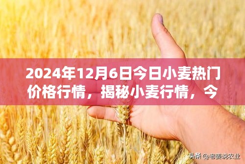 揭秘小麦行情，今日小麦热门价格走势分析（2024年12月6日）