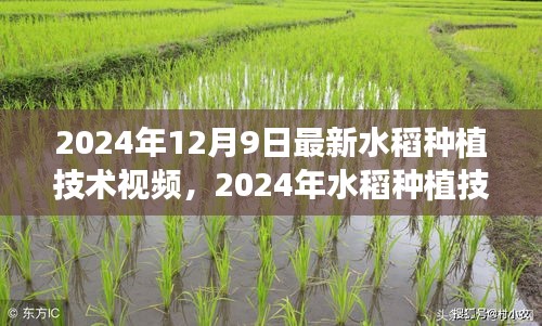 2024年水稻种植技术革新，引领农业新时代