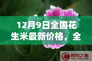 聚焦全国花生米市场，最新价格动态与十二月九日市场风云