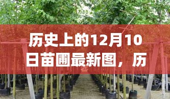 历史上的12月10日苗圃新图启示，塑造自信与成就感的历程