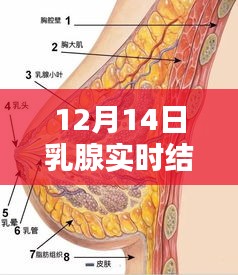 乳腺实时结节2类，医学焦点解读，关注乳腺健康，12月14日最新进展