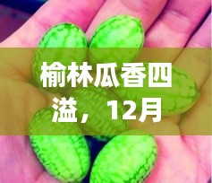 榆林瓜香四溢，探寻心灵绿洲之旅的西瓜行情报道