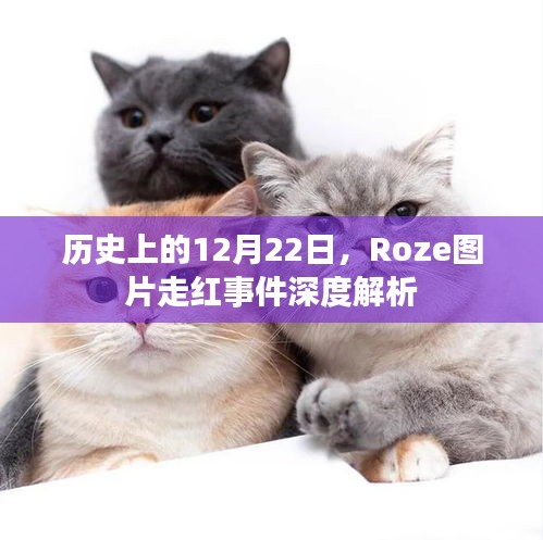 Roze图片走红事件，深度解析历史背景与影响