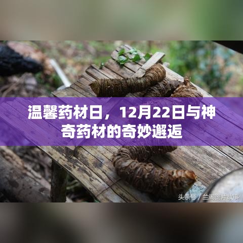 温馨药材日，神奇药材的奇妙邂逅之旅，12月22日盛大开启