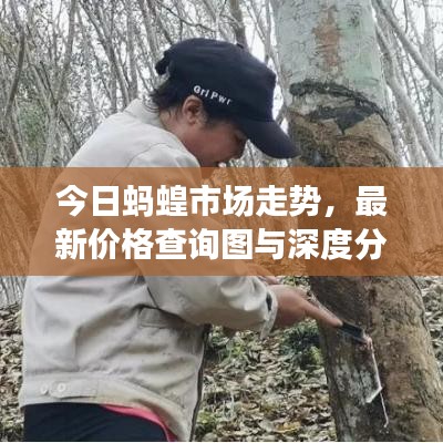 今日蚂蝗市场走势，最新价格查询图与深度分析