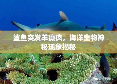 鲨鱼突发羊癫疯，海洋生物神秘现象揭秘