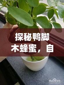 探秘鸭脚木蜂蜜，自然与美食的百度之旅