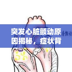 突发心脏颤动原因揭秘，症状背后的真相！