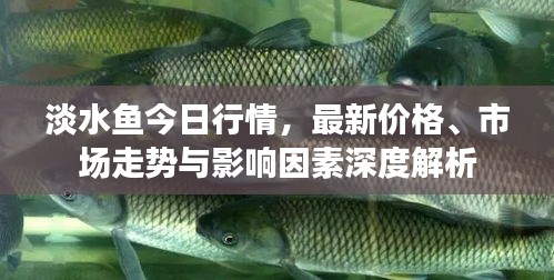 淡水鱼今日行情，最新价格、市场走势与影响因素深度解析