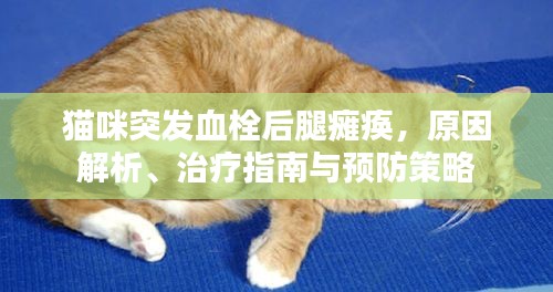 猫咪突发血栓后腿瘫痪，原因解析、治疗指南与预防策略