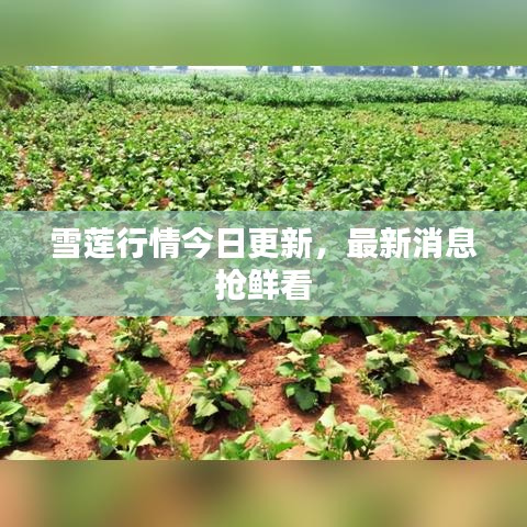 雪莲行情今日更新，最新消息抢鲜看
