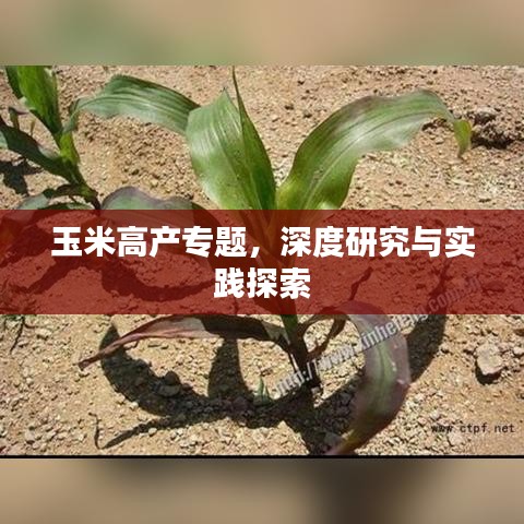 玉米高产专题，深度研究与实践探索
