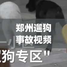 郑州遛狗事故视频曝光，最新事件全收录