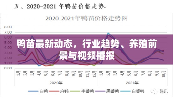 鸭苗最新动态，行业趋势、养殖前景与视频播报