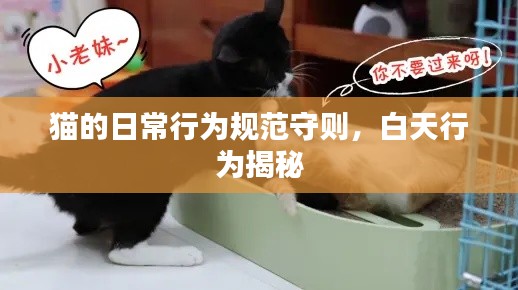 猫的日常行为规范守则，白天行为揭秘