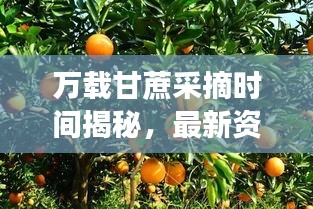 万载甘蔗采摘时间揭秘，最新资讯一网打尽！