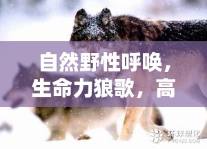 自然野性呼唤，生命力狼歌，高潮迭起的生命赞歌